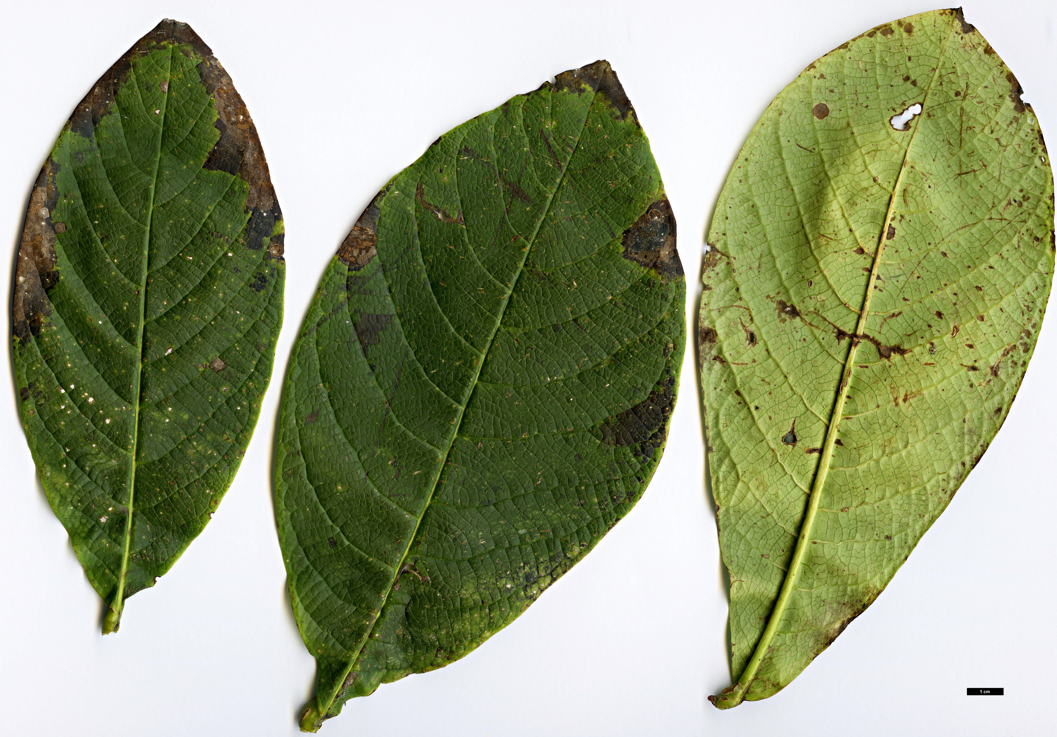 High resolution image: Family: Rosaceae - Genus: Pleiosorbus - Taxon: wardii